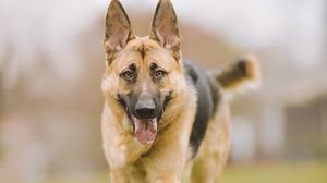 Preview wallpaper shepherd dog, dog, pet, protruding tongue