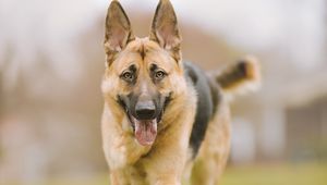 Preview wallpaper shepherd dog, dog, pet, protruding tongue