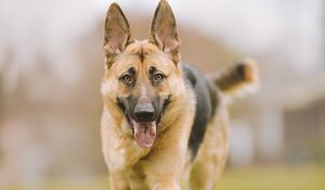 Preview wallpaper shepherd dog, dog, pet, protruding tongue