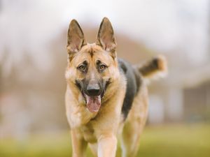 Preview wallpaper shepherd dog, dog, pet, protruding tongue