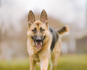 Preview wallpaper shepherd dog, dog, pet, protruding tongue