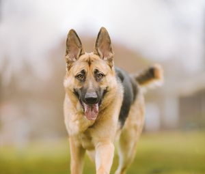 Preview wallpaper shepherd dog, dog, pet, protruding tongue