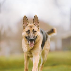 Preview wallpaper shepherd dog, dog, pet, protruding tongue