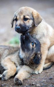 Preview wallpaper shepherd dogs, puppies, dogs, cute