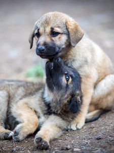 Preview wallpaper shepherd dogs, puppies, dogs, cute