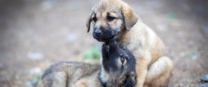 Preview wallpaper shepherd dogs, puppies, dogs, cute