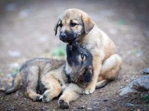 Preview wallpaper shepherd dogs, puppies, dogs, cute