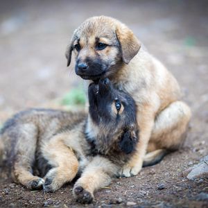 Preview wallpaper shepherd dogs, puppies, dogs, cute