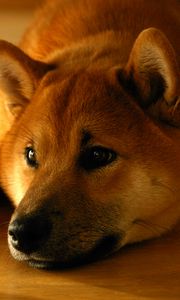 Preview wallpaper shiba inu, dog, muzzle, lies