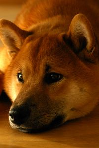 Preview wallpaper shiba inu, dog, muzzle, lies