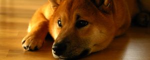 Preview wallpaper shiba inu, dog, muzzle, lies