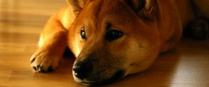 Preview wallpaper shiba inu, dog, muzzle, lies