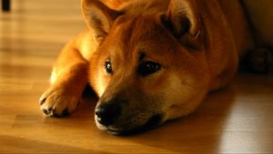 Preview wallpaper shiba inu, dog, muzzle, lies