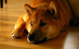 Preview wallpaper shiba inu, dog, muzzle, lies