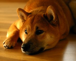 Preview wallpaper shiba inu, dog, muzzle, lies