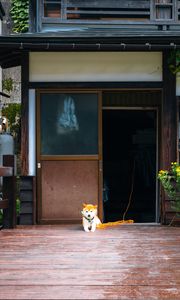 Preview wallpaper shiba inu, dog, pet, door