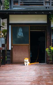 Preview wallpaper shiba inu, dog, pet, door