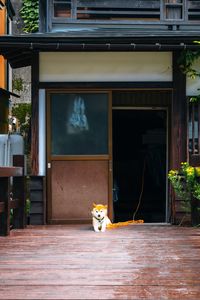 Preview wallpaper shiba inu, dog, pet, door