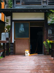 Preview wallpaper shiba inu, dog, pet, door