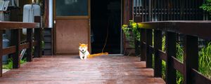 Preview wallpaper shiba inu, dog, pet, door