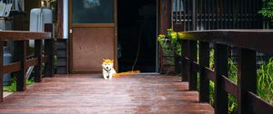 Preview wallpaper shiba inu, dog, pet, door