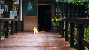 Preview wallpaper shiba inu, dog, pet, door