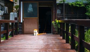 Preview wallpaper shiba inu, dog, pet, door