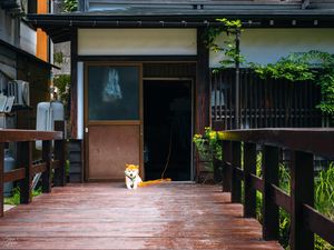 Preview wallpaper shiba inu, dog, pet, door