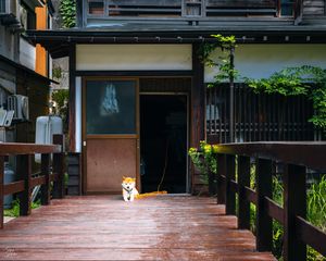 Preview wallpaper shiba inu, dog, pet, door