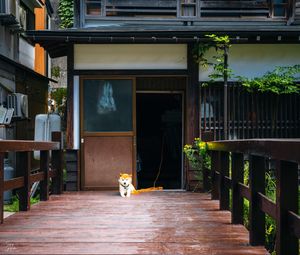 Preview wallpaper shiba inu, dog, pet, door