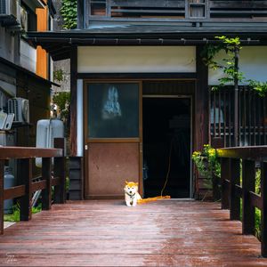 Preview wallpaper shiba inu, dog, pet, door