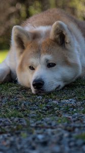 Preview wallpaper shiba inu, dog, pet, glance, sad