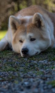 Preview wallpaper shiba inu, dog, pet, glance, sad