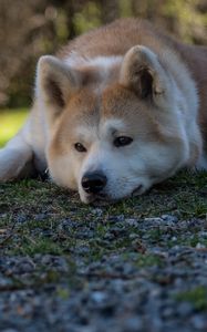 Preview wallpaper shiba inu, dog, pet, glance, sad