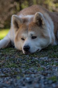 Preview wallpaper shiba inu, dog, pet, glance, sad