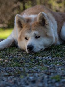 Preview wallpaper shiba inu, dog, pet, glance, sad