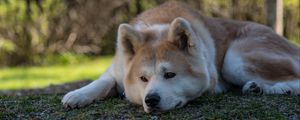 Preview wallpaper shiba inu, dog, pet, glance, sad