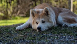 Preview wallpaper shiba inu, dog, pet, glance, sad