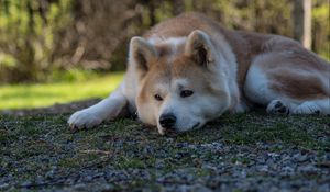 Preview wallpaper shiba inu, dog, pet, glance, sad