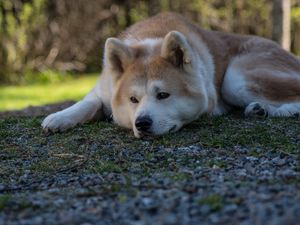 Preview wallpaper shiba inu, dog, pet, glance, sad