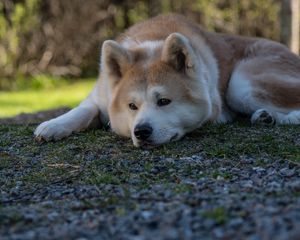 Preview wallpaper shiba inu, dog, pet, glance, sad