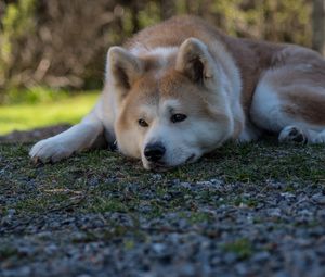 Preview wallpaper shiba inu, dog, pet, glance, sad