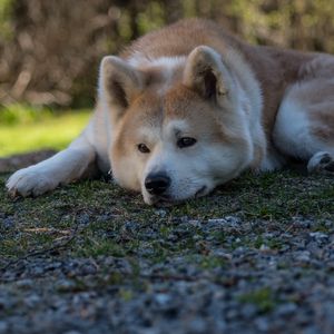 Preview wallpaper shiba inu, dog, pet, glance, sad