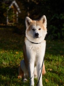 Preview wallpaper shiba inu, dog, pet, glance, cute