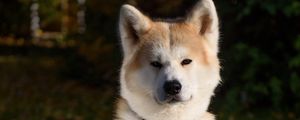 Preview wallpaper shiba inu, dog, pet, glance, cute