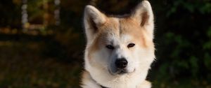 Preview wallpaper shiba inu, dog, pet, glance, cute