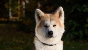 Preview wallpaper shiba inu, dog, pet, glance, cute