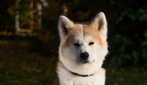 Preview wallpaper shiba inu, dog, pet, glance, cute