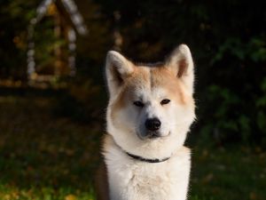 Preview wallpaper shiba inu, dog, pet, glance, cute