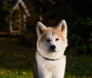 Preview wallpaper shiba inu, dog, pet, glance, cute